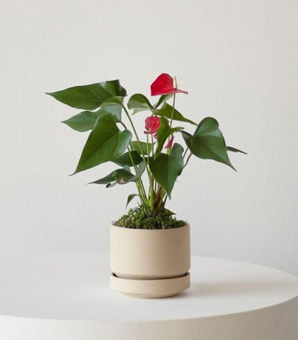 Anthurium – King of hearts - Image 2